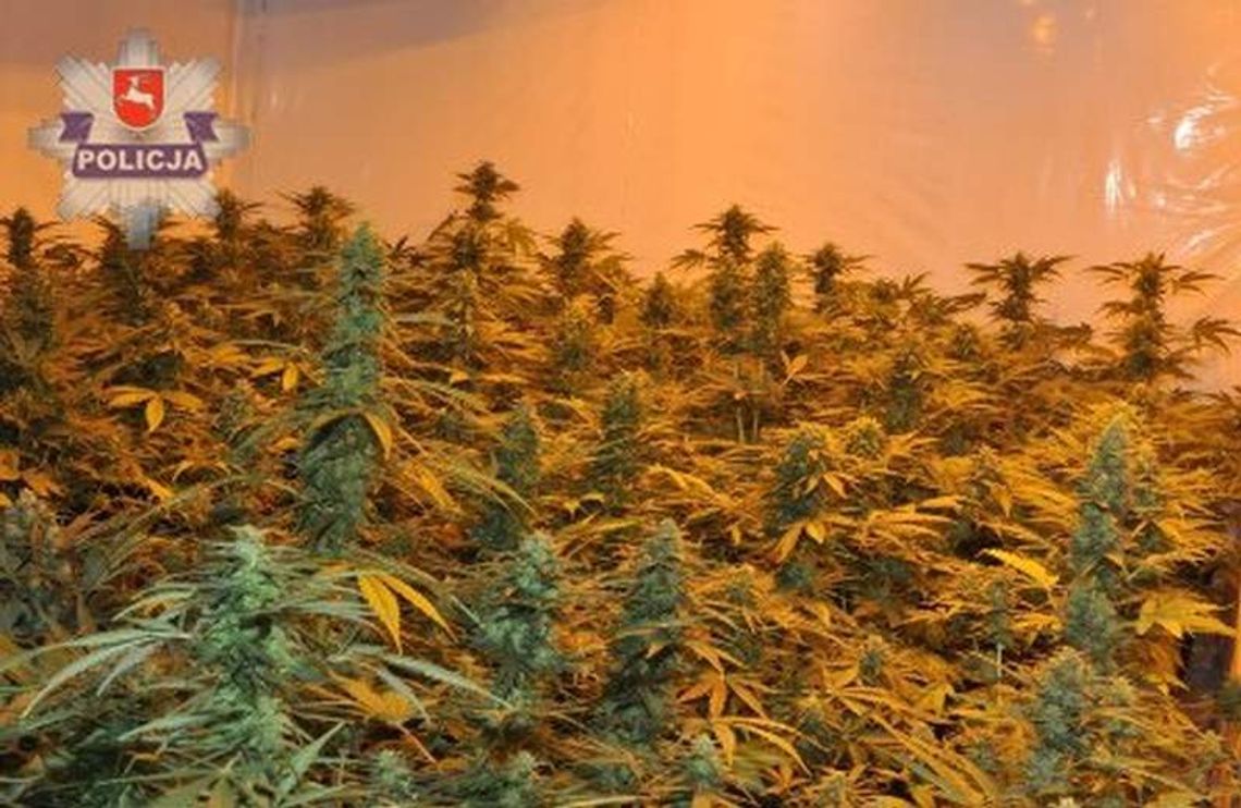 42-latek miał plantację konopi na poddaszu. 75 krzaków