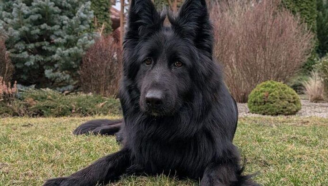 42-latek odpowie za kradzież psa 42-latek odpowie za kradzież psa