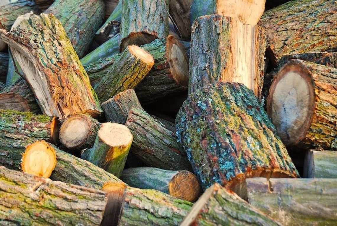 45 tys. zł kary za ścięcie dębu w Kraśniku