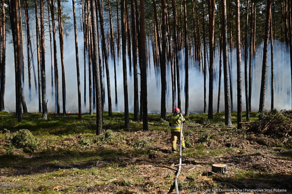 450 strażaków w Puszczy Solskiej. Przyjeżdżają jednostki z całego kraju
