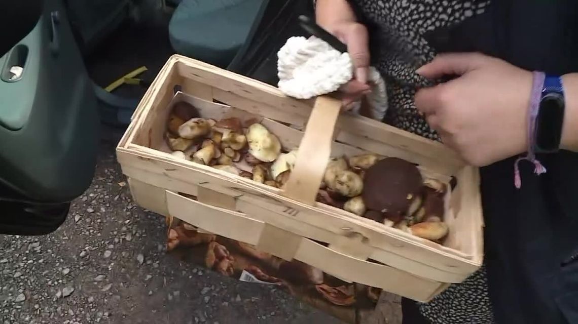 500 zł za "zbieranie grzybów" w lesie. To przez samochód