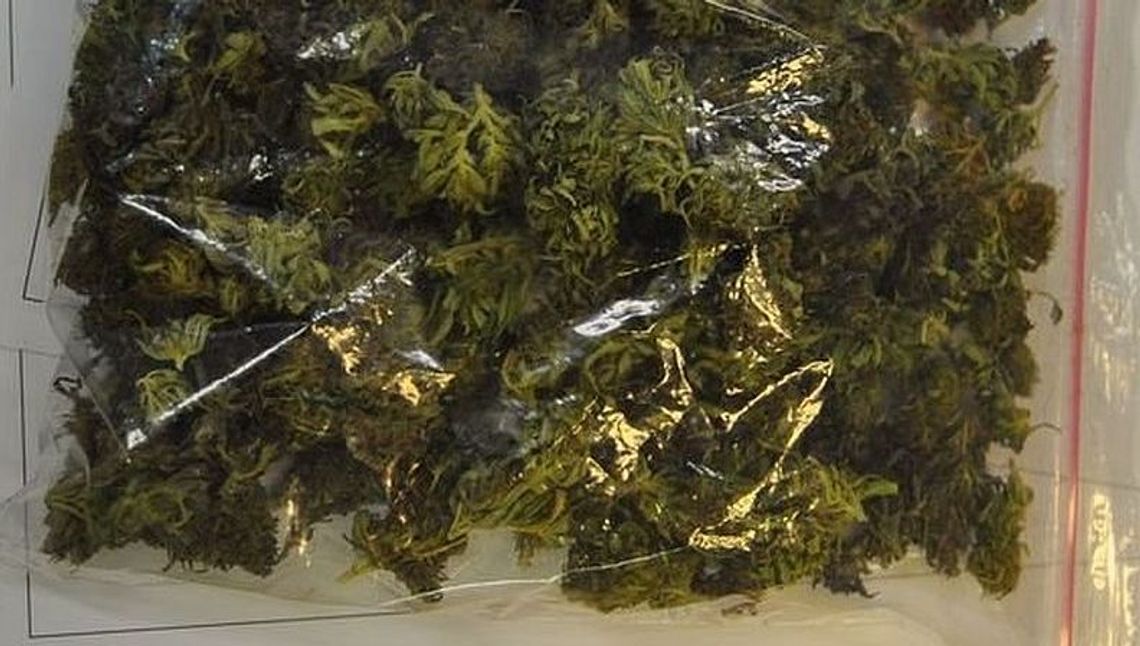 52-latek z marihuaną. Przyznał się do posiadania narkotyków 52-latek z marihuaną. Przyznał się do posiadania narkotyków