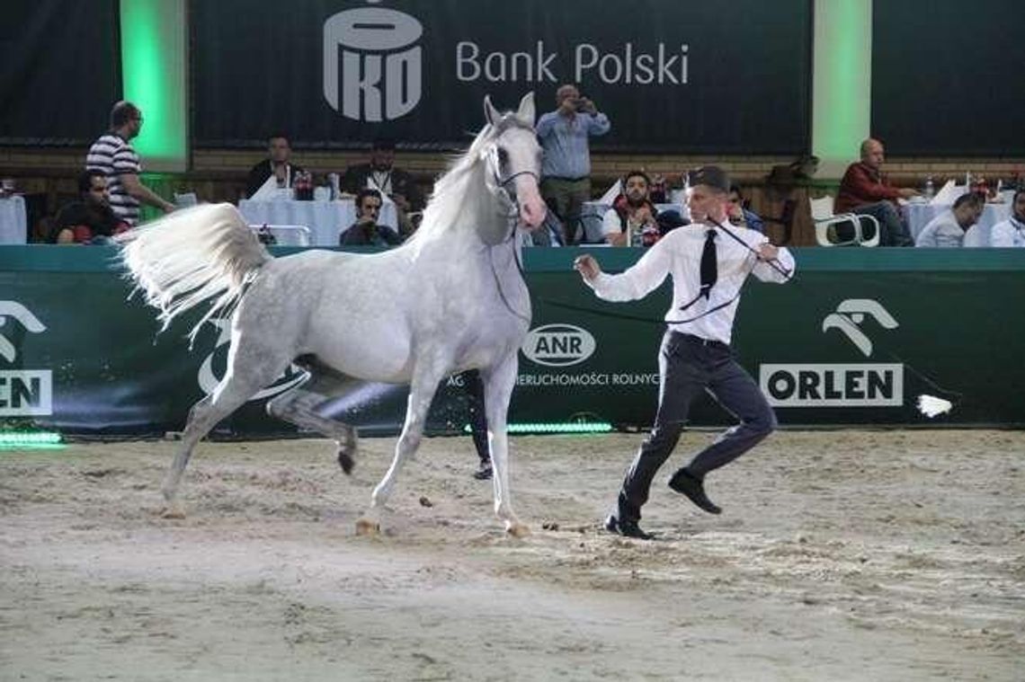 61 koni na 200-lecie stadniny w Janowie Podlaskim
