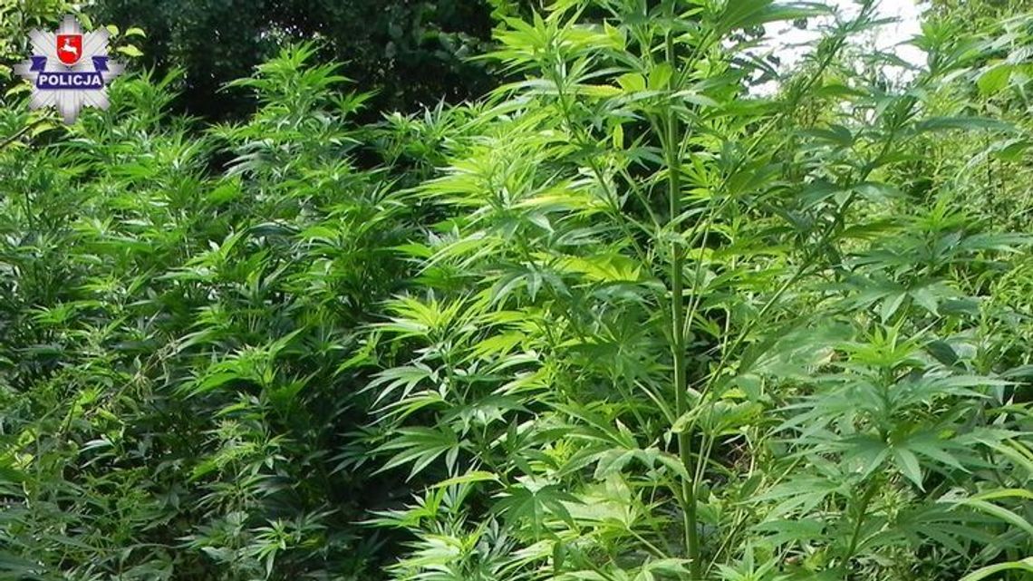64 krzaki dorodnych konopi na posesji w Niedrzwicy
