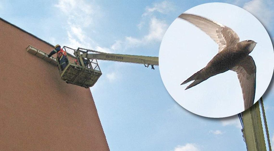 66 budek dla jerzyków, czyli jak spółdzielnia radzi sobie z komarami