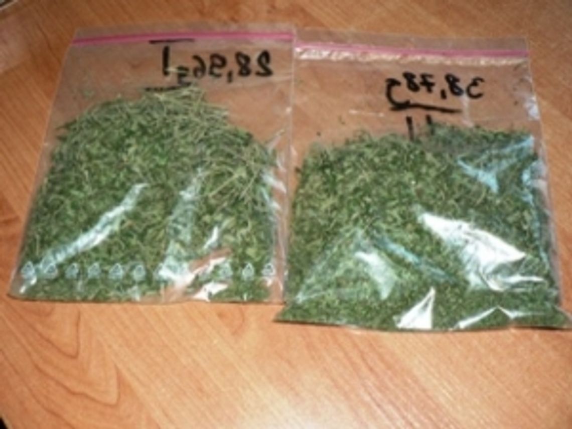 70 gramów marihuany w mieszkaniu mieszkańca Świdnika