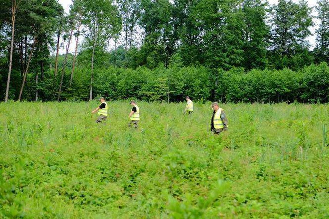 70 osób szukało padłych dzików. Znaleźli 14 zwierząt