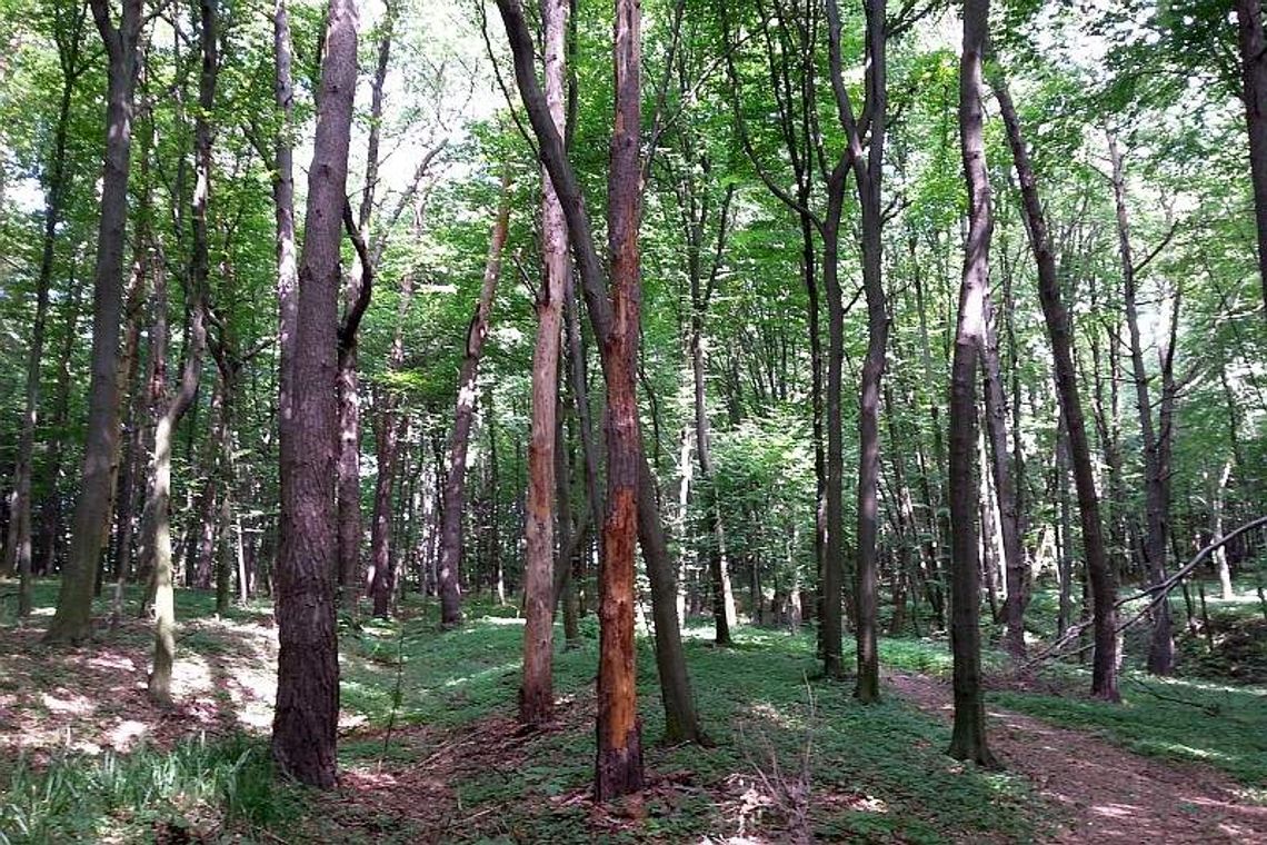 79-latek wyszedł na grzyby. Znaleźli go półprzytomnego