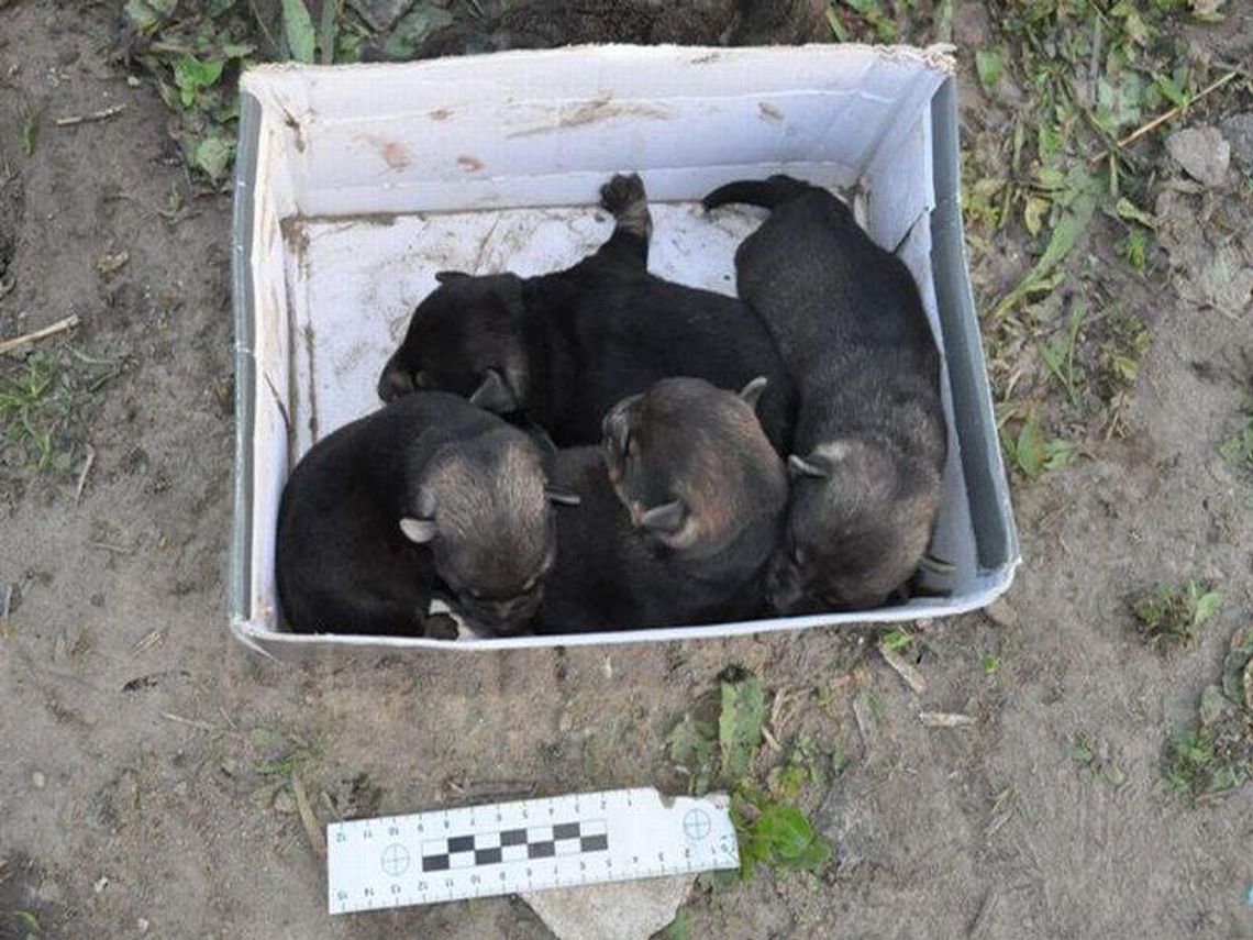 88-latek żywcem zakopał pięć szczeniąt