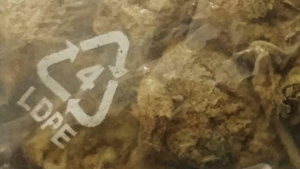 A imię jego "śpiący królewicz". Jak wygląda "Kac Vegas" w wydaniu puławskim?