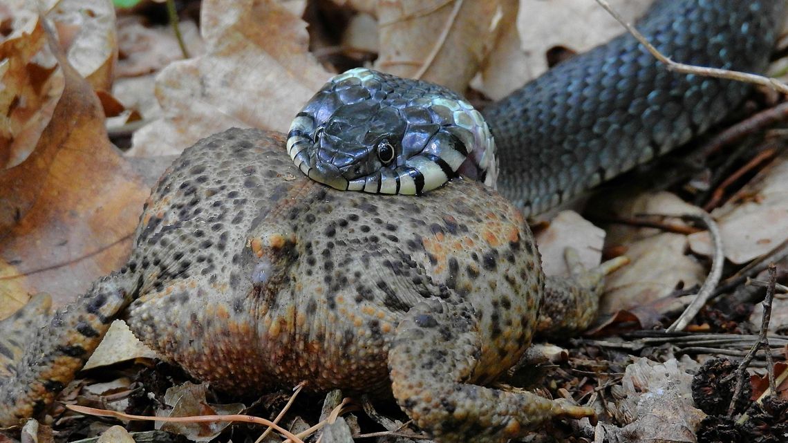 A to żmija! Czy może jednak sympatyczne zwierzę?
