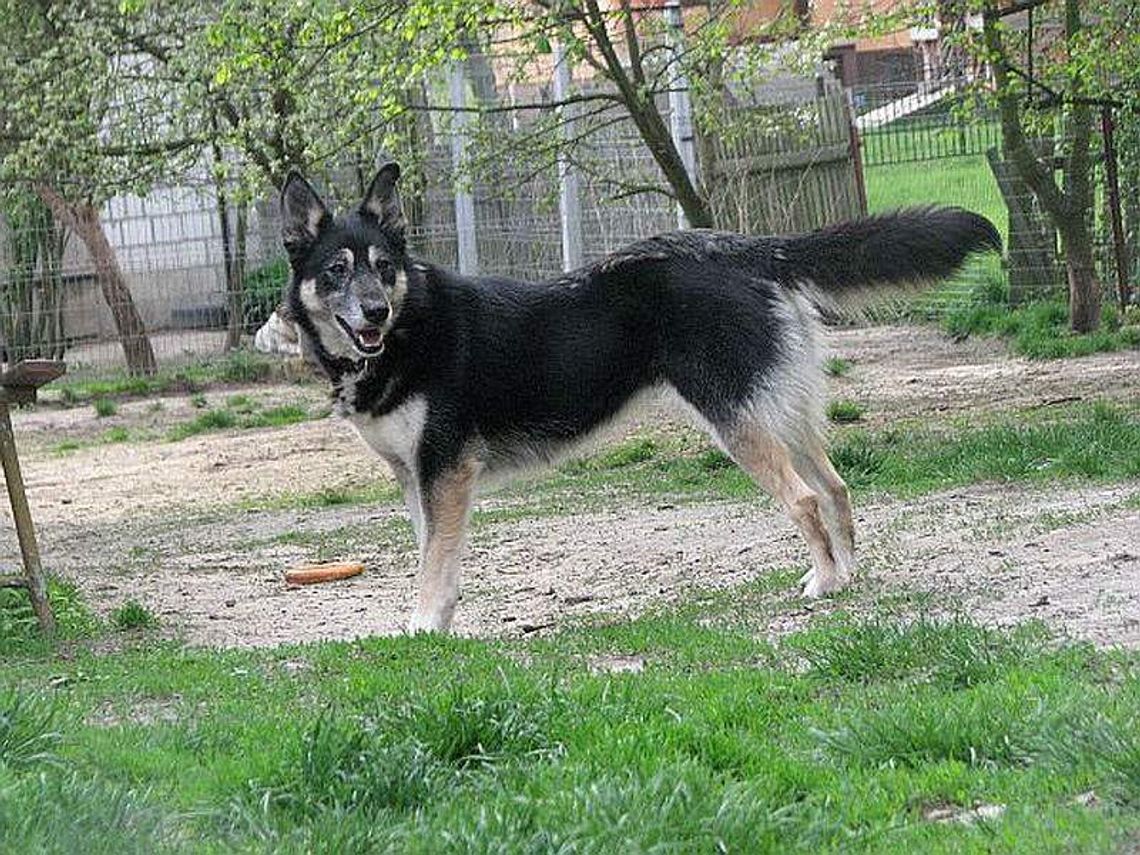 Abramowice Prywatne: Zaginął pies