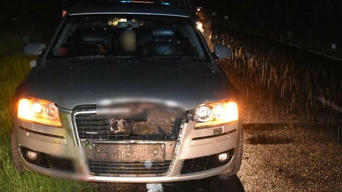 Adampol: Na drogę wybiegła sarna. Kierowcy nie mieli czasu na reakcję