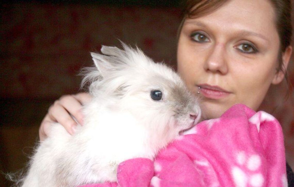 Adoptuj królika. Stowarzyszenie otwiera biuro w Lublinie (wideo)