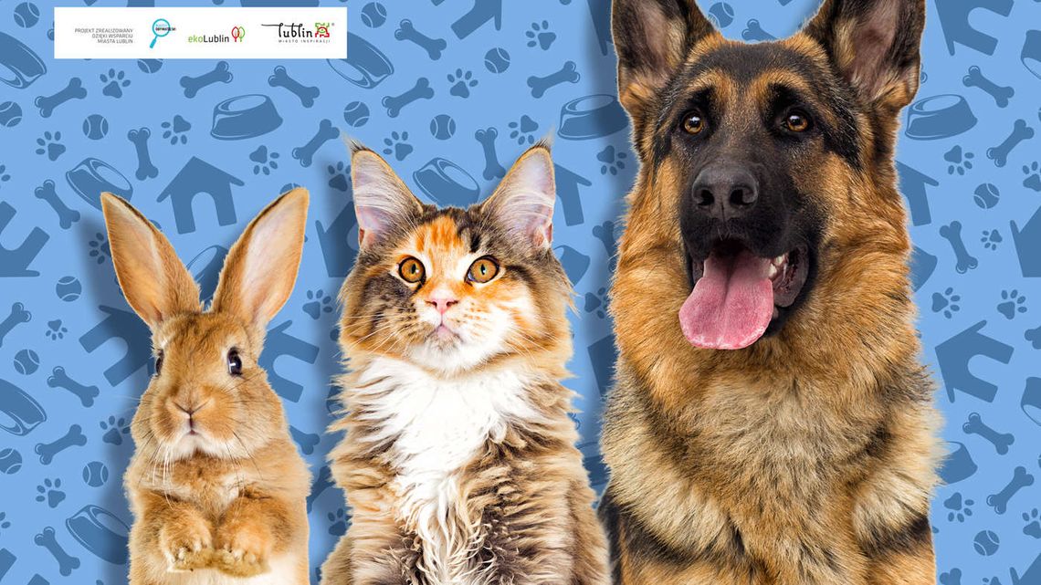 Adoptuj, nie kupuj. ZwierzoLublin w Atrium Felicity