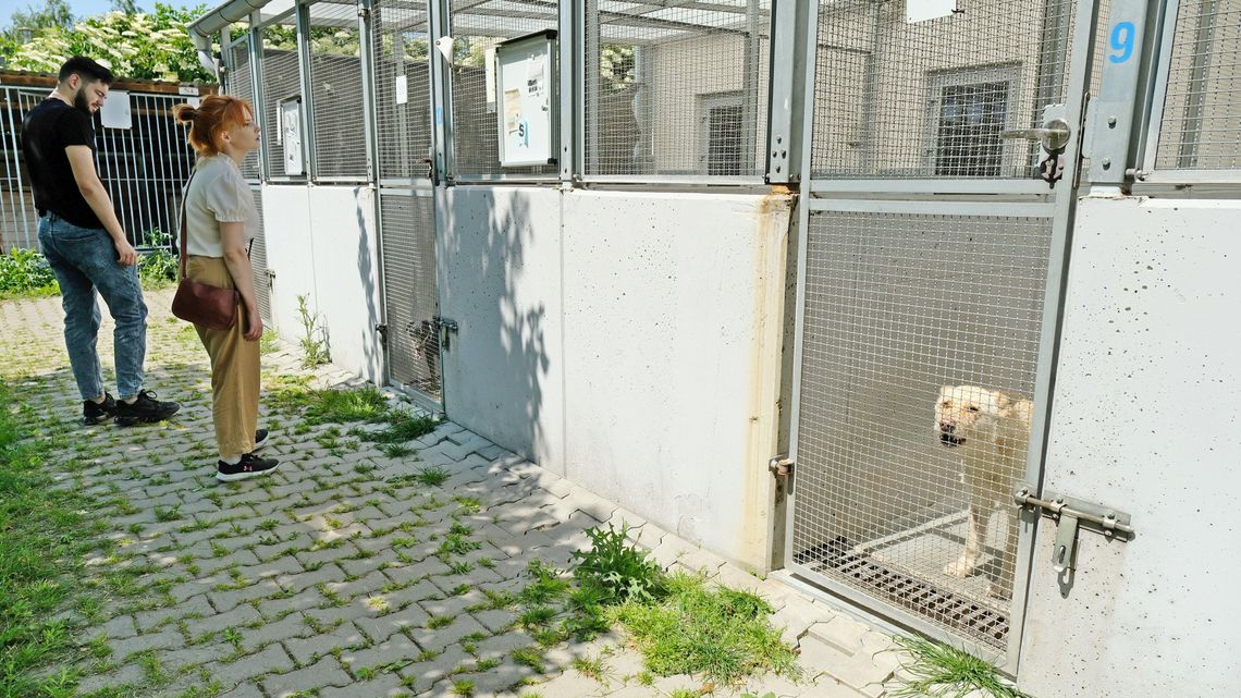 Adoptuj psiaka z lubelskiego schroniska i znajdź przyjaciela na lata Adoptuj psiaka z lubelskiego schroniska i znajdź przyjaciela na lata