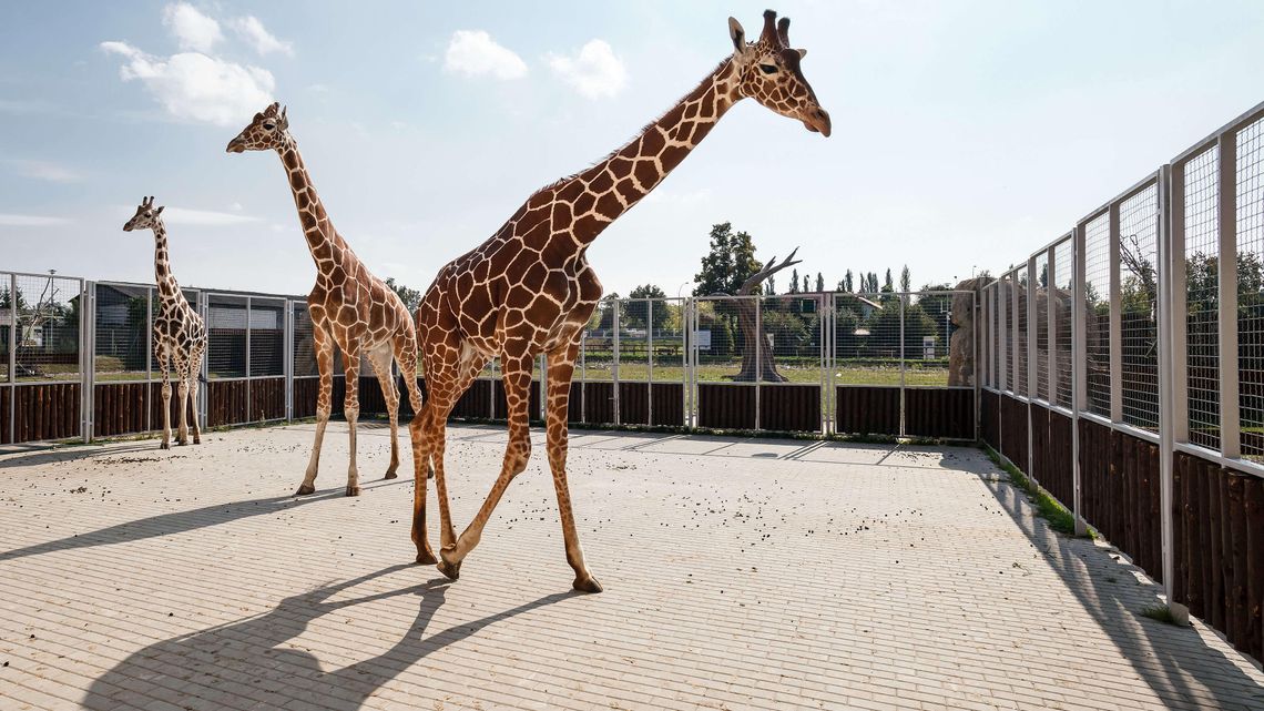 Afryka w centrum Roztocza