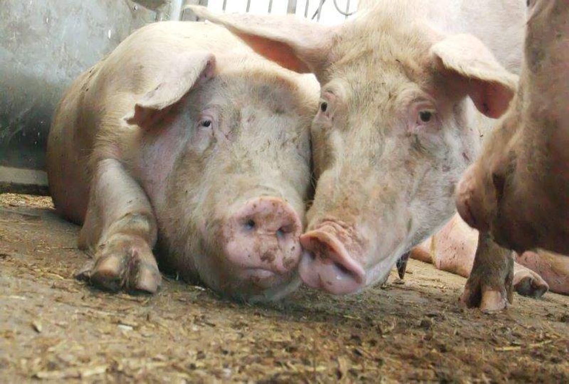 Afrykański pomór świń. Wirusa nie ma, ale zagrożenie jest