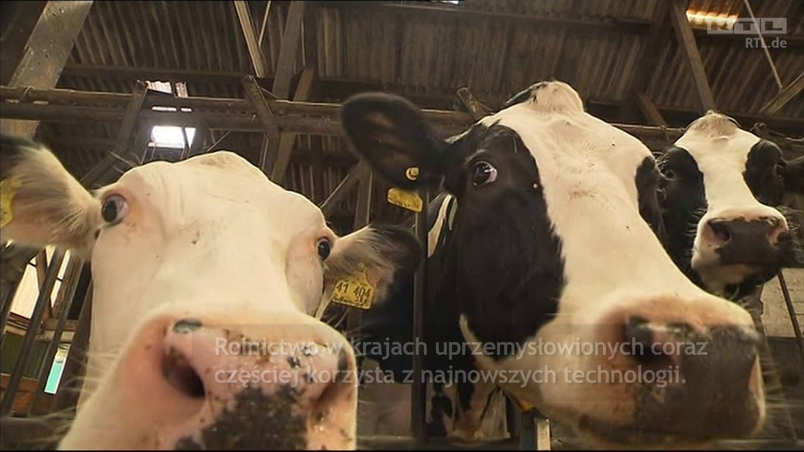 Agrobiznes: Rolnik dostanie SMS-a, gdy krowa \"ma ochotę\" (wideo) Agrobiznes: Rolnik dostanie SMS-a, gdy krowa \"ma ochotę\" (wideo)