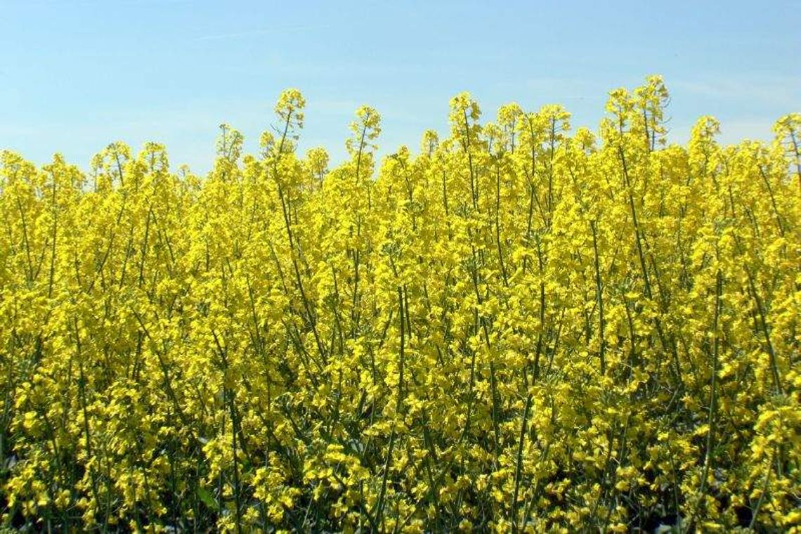 Air Show czy paliwo z rzepaku? 238 projektów walczy o tytuł priorytetowych