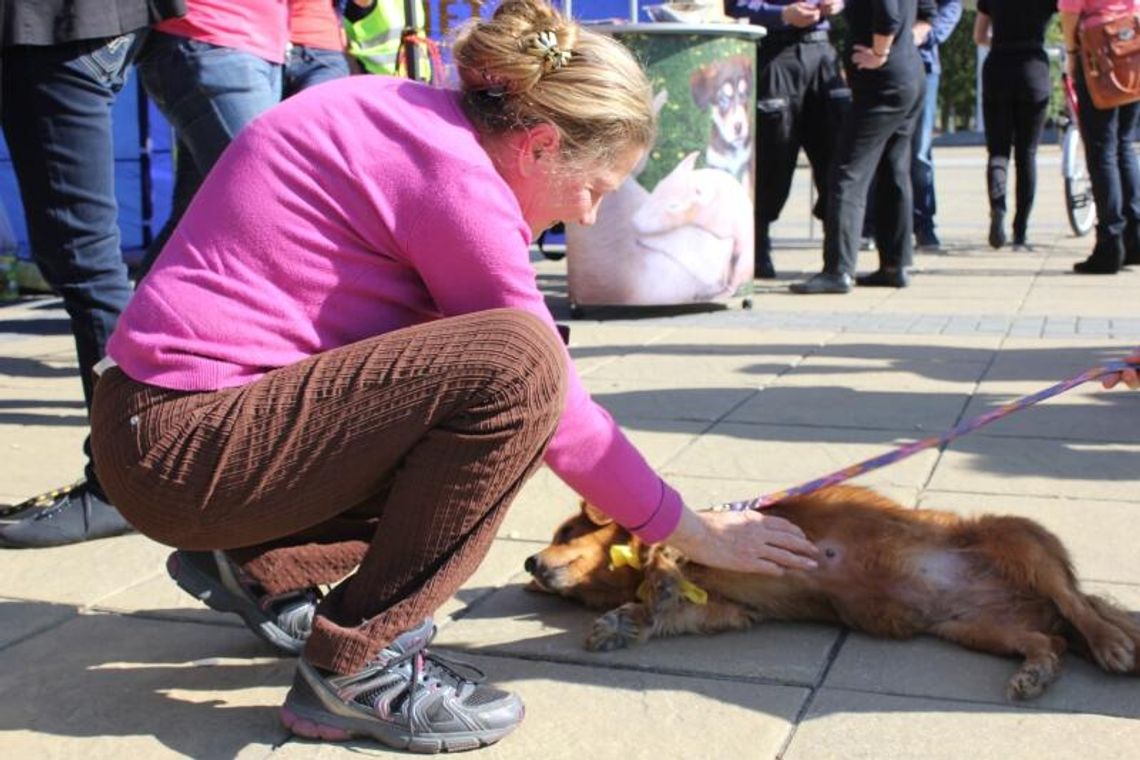 Akcja adopcyjna psów w Puławach (zdjęcia)