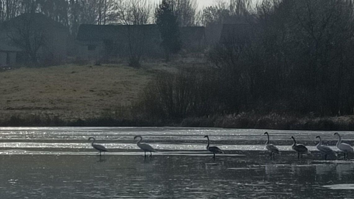 Akcja na zalewie Czajka. "Siedem łabędzi przymarzło" Akcja na zalewie Czajka. "Siedem łabędzi przymarzło"