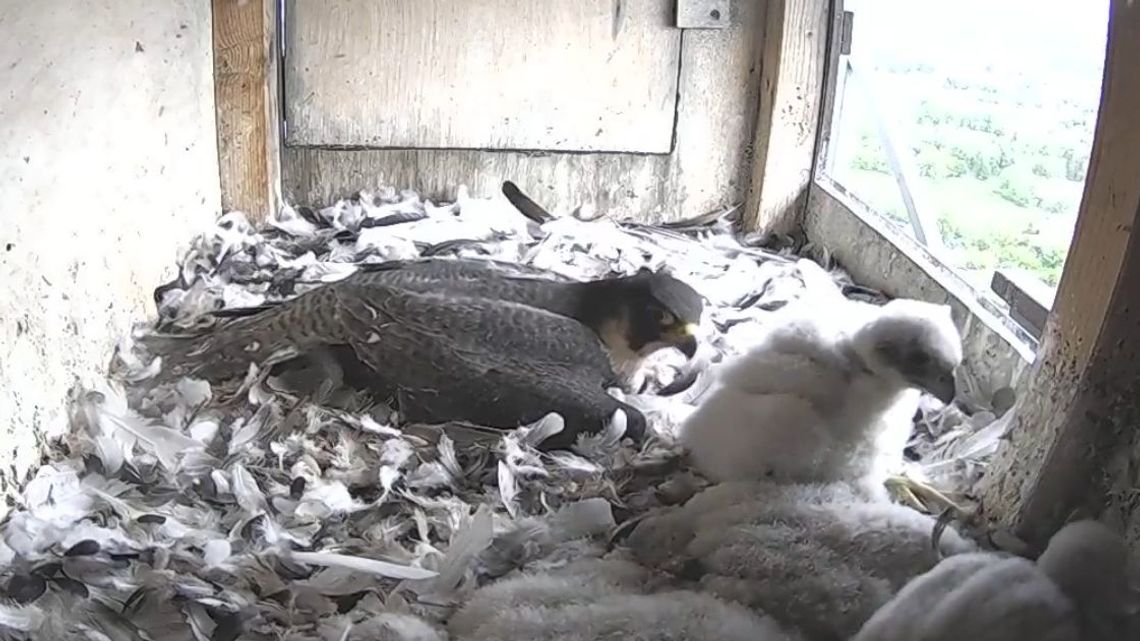 Akcja ratunkowa w gnieździe sokołów w Lublinie. Wstrząsający widok z kamery na kominie elektrociepłowni Akcja ratunkowa w gnieździe sokołów w Lublinie. Wstrząsający widok z kamery na kominie elektrociepłowni