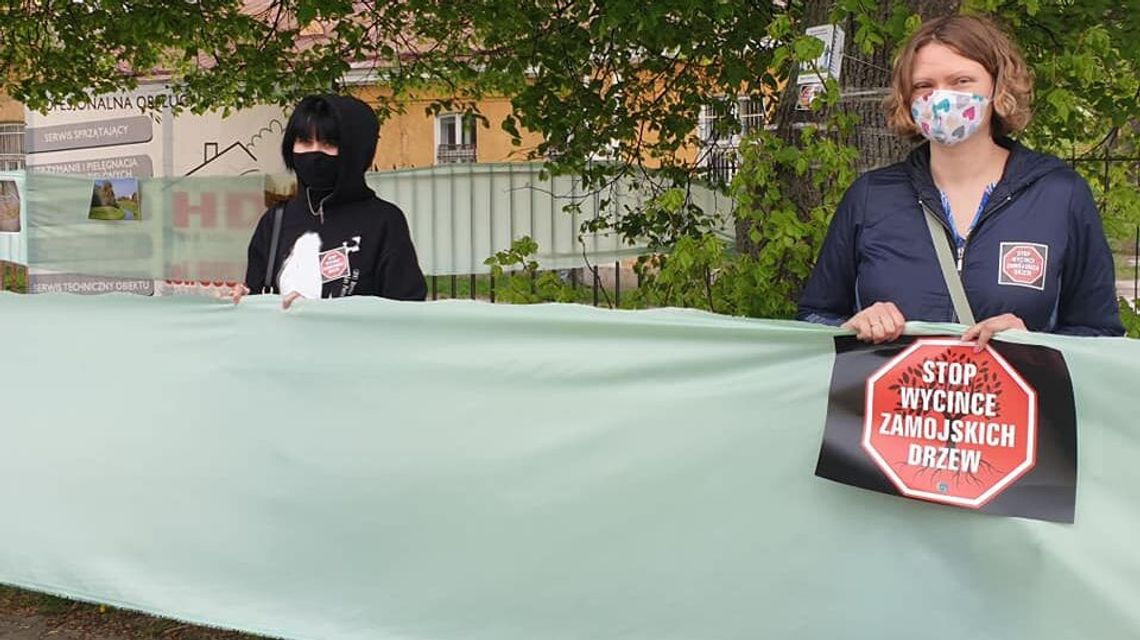 Akcja w Zamościu: Nie wycinajcie nam drzew! Protestujący zbierają też podpisy pod petycją Akcja w Zamościu: Nie wycinajcie nam drzew! Protestujący zbierają też podpisy pod petycją