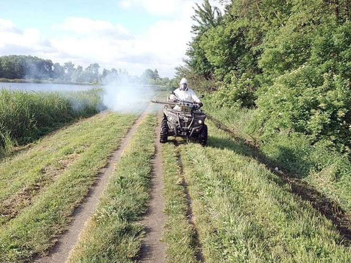 Akcja zwalczania komarów w Zamościu