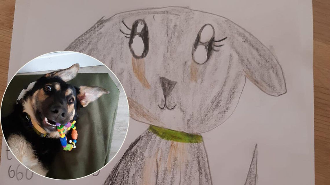 Ala szuka swojej Zumy. Zaginęła koło Lublina Ala szuka swojej Zumy. Zaginęła koło Lublina