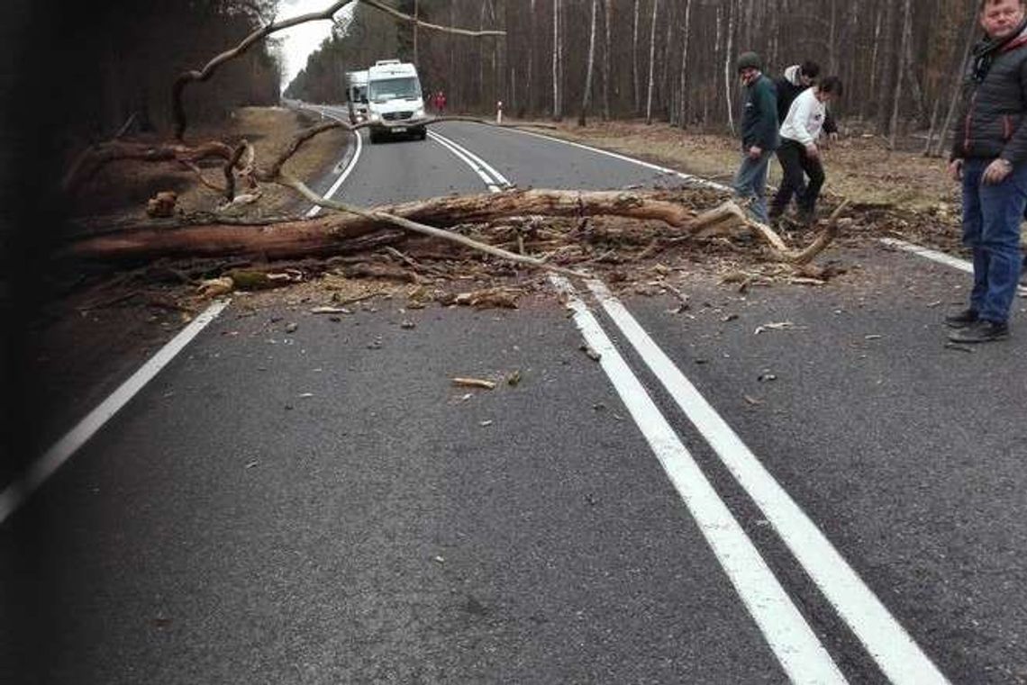 Alarm 24: Drzewo spadło na drogę, były utrudnienia Alarm 24: Drzewo spadło na drogę, były utrudnienia