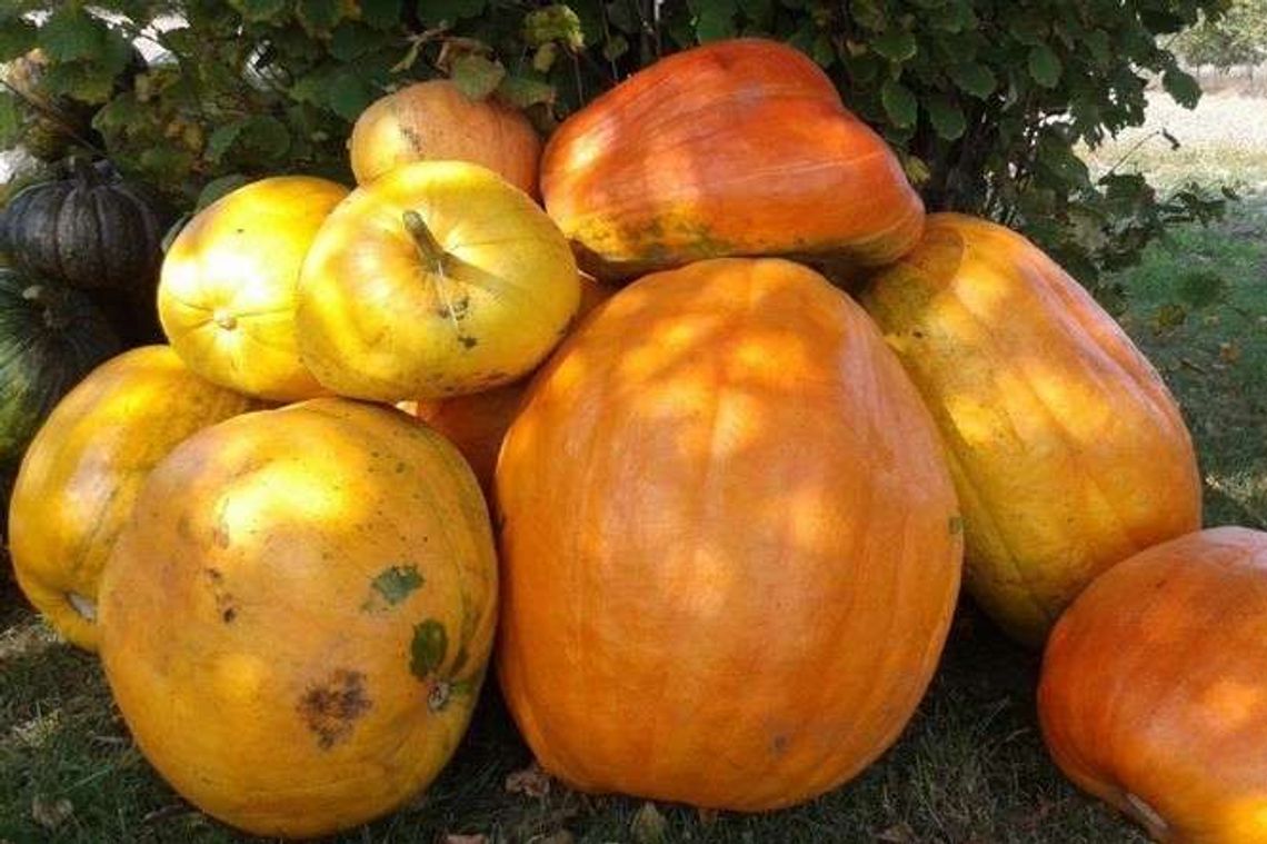 Alarm 24: Dynie tak wielkie, że ledwo się mieszczą na taczce