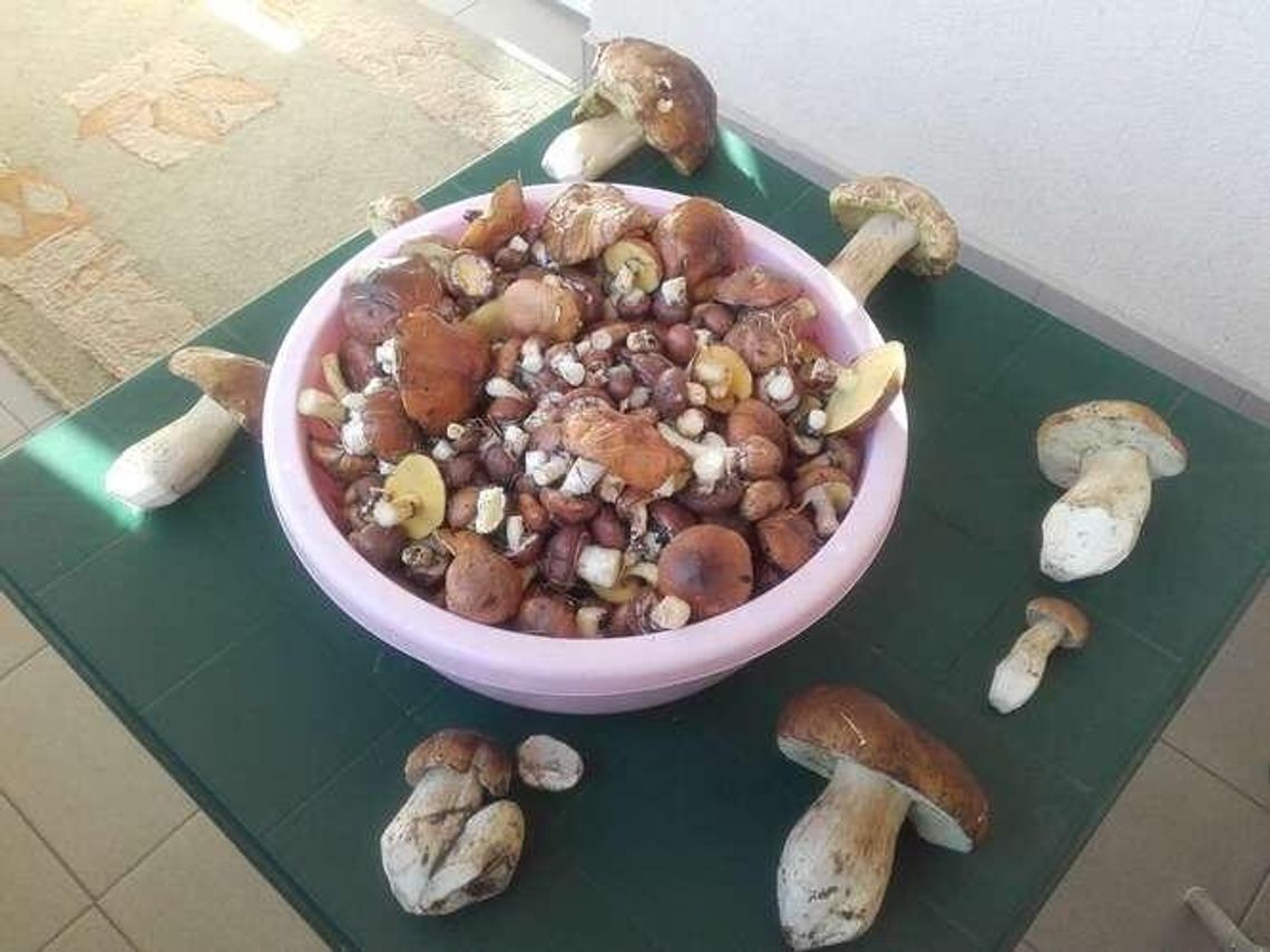 Alarm 24: Grzybobranie w okolicach Leszkowic