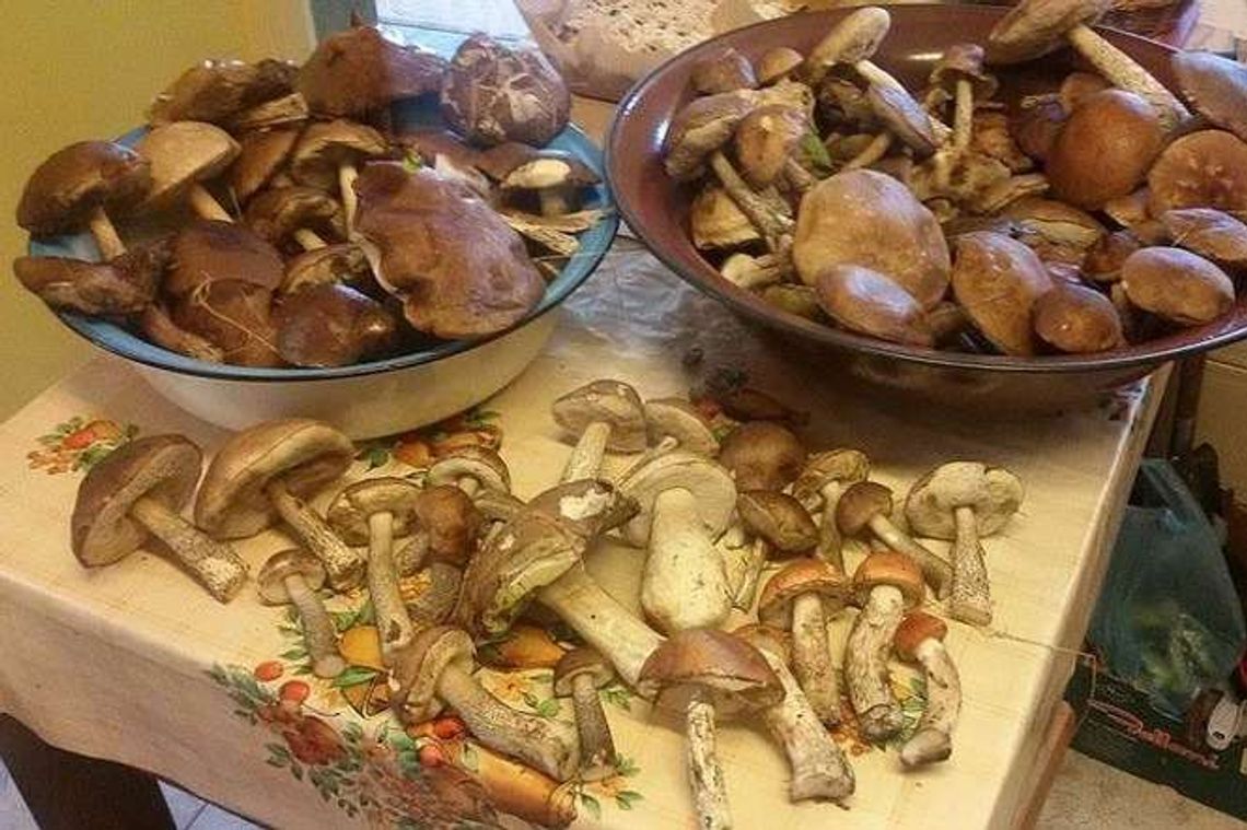 Alarm 24: Grzybobranie w okolicach Wąwolnicy