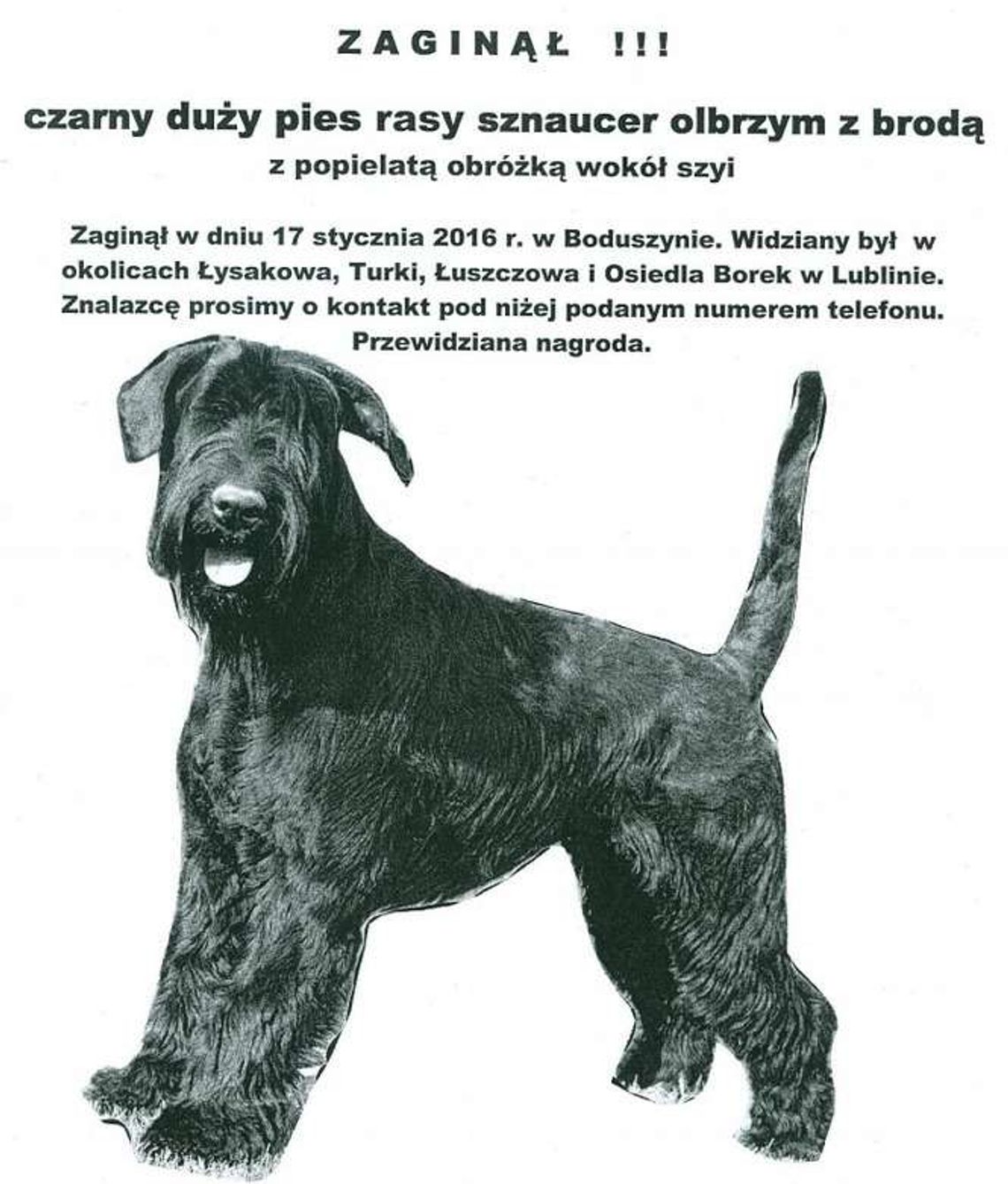 Alarm 24: Zaginął czarny duży pies rasy sznaucer olbrzym z brodą Alarm 24: Zaginął czarny duży pies rasy sznaucer olbrzym z brodą