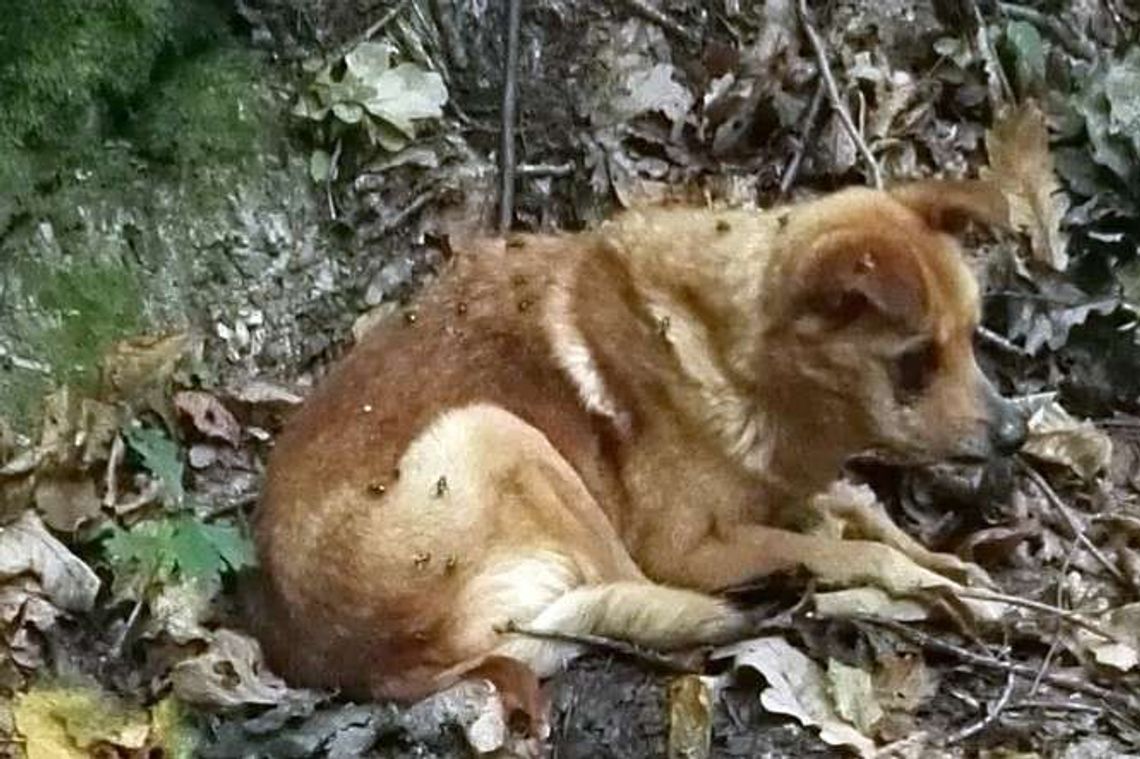 Alarm 24: Znaleźli w lesie psa. To był wstrząsający widok