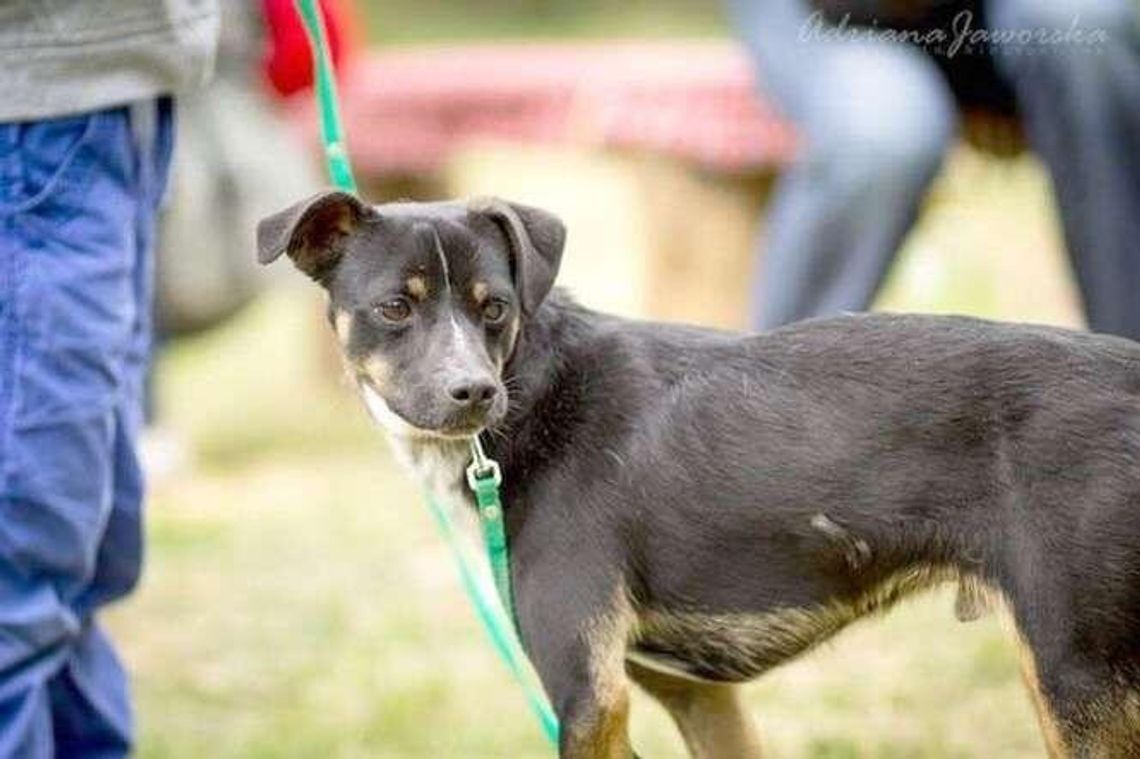 Alarm24: Marcinek jak przecinek. Pies czeka na nowy dom