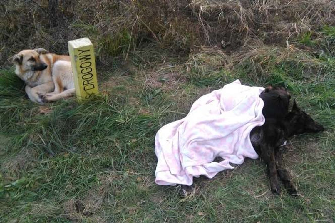 Alarm24: Porzucone psy przy krajowej "dwójce" Alarm24: Porzucone psy przy krajowej "dwójce"