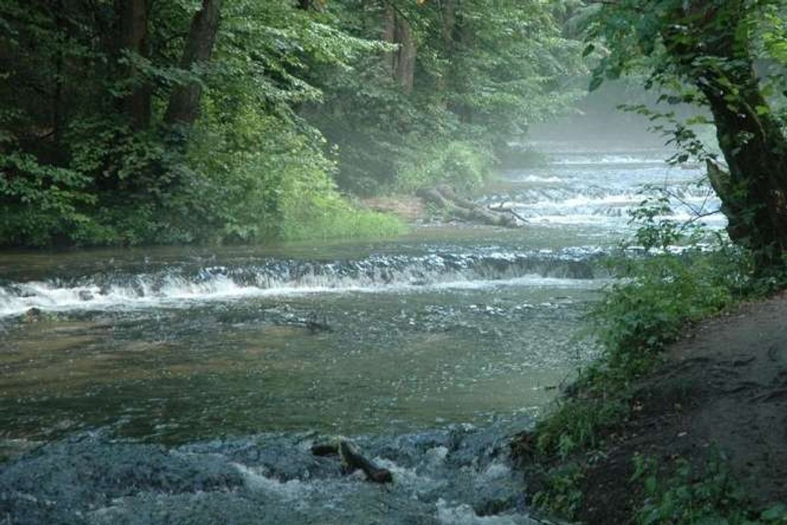 Alarm24: Roztoczańskie Szumy. Kto posprząta "Cud Polski"?