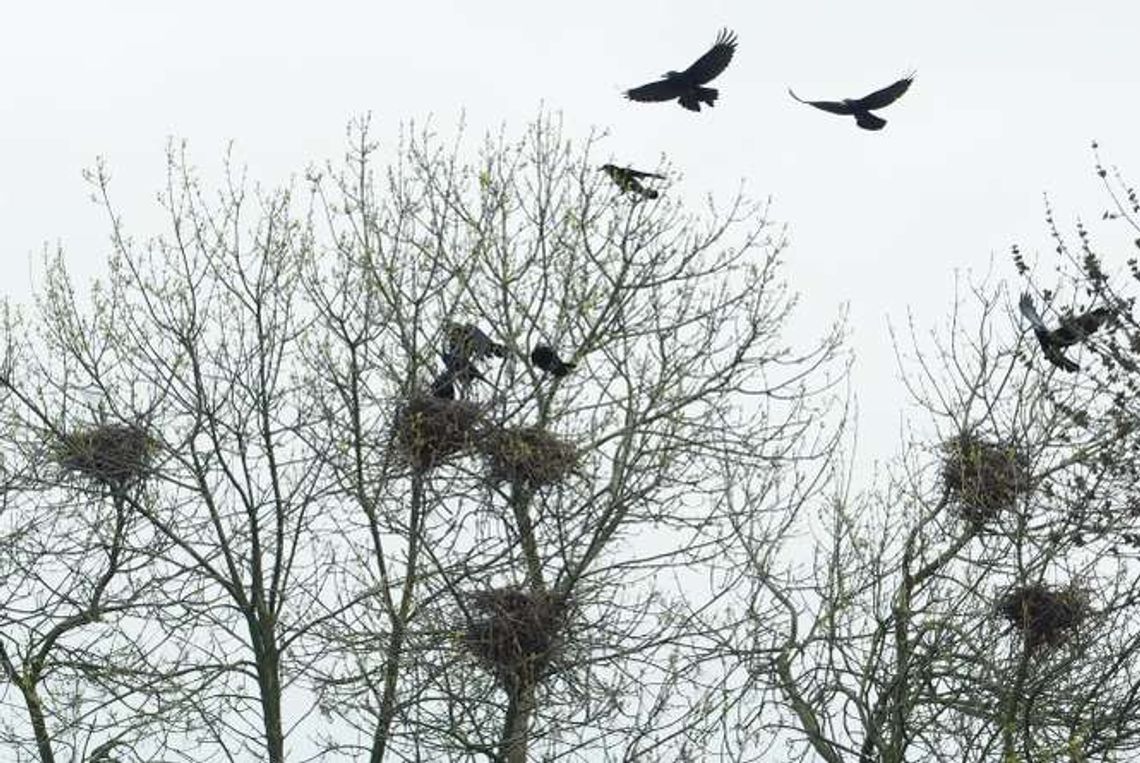 Alarm24: Strzały na cmentarzu przy ul. Lipowej. Ktoś płoszy ptaki?