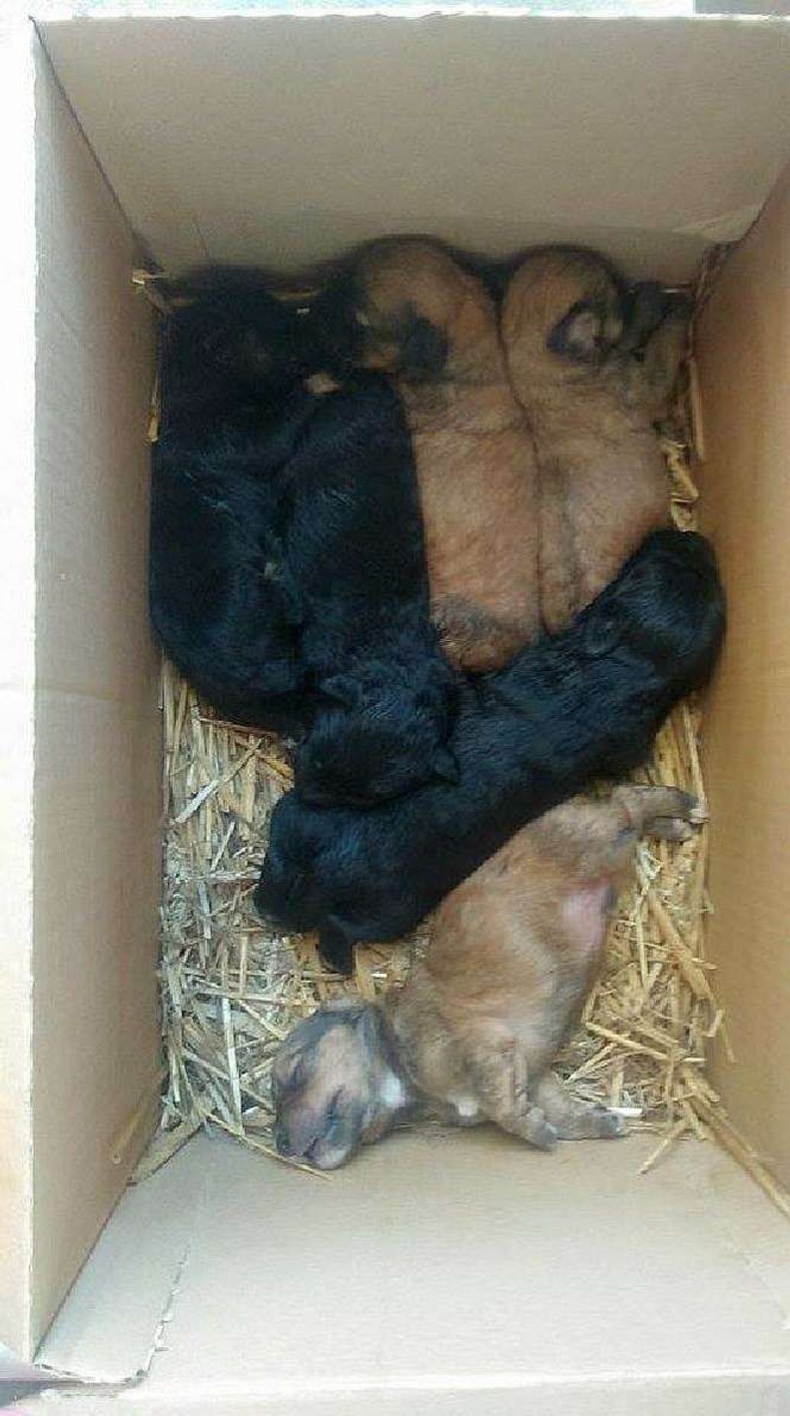 Alarm24: Szczeniaki znalezione w worku koło Kurowa. Czekają na nowy dom