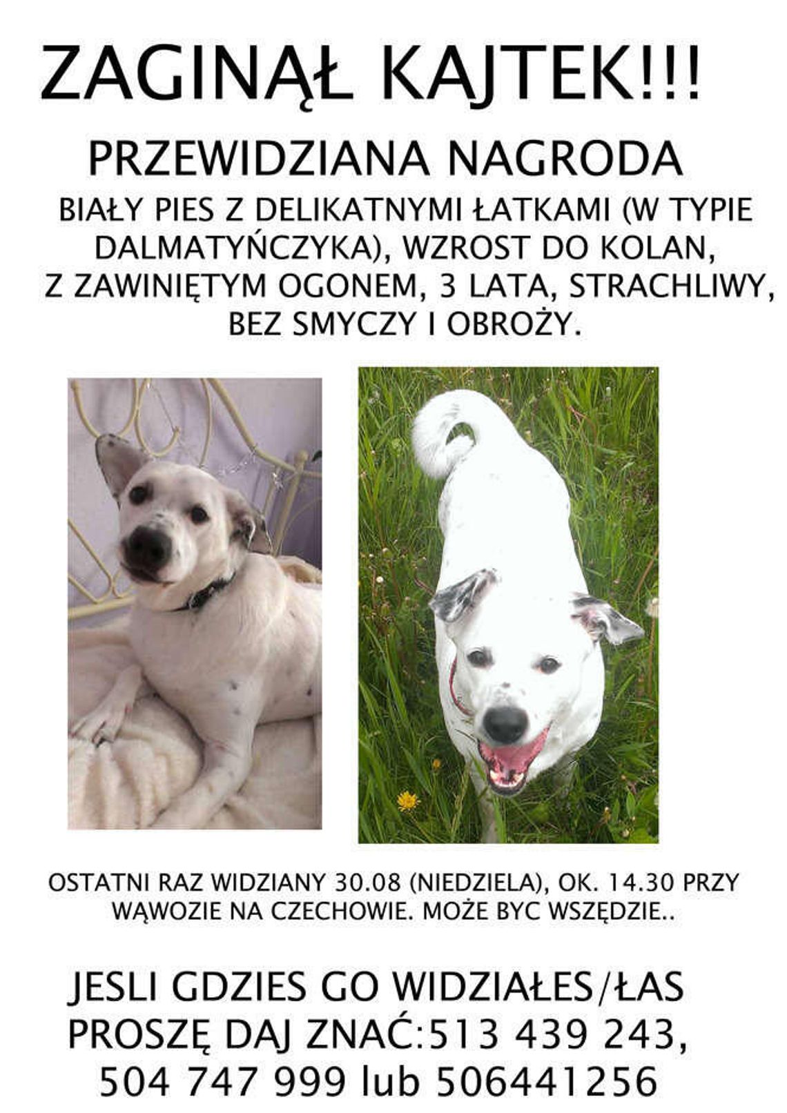 Alarm24: Zaginął pies na Czechowie