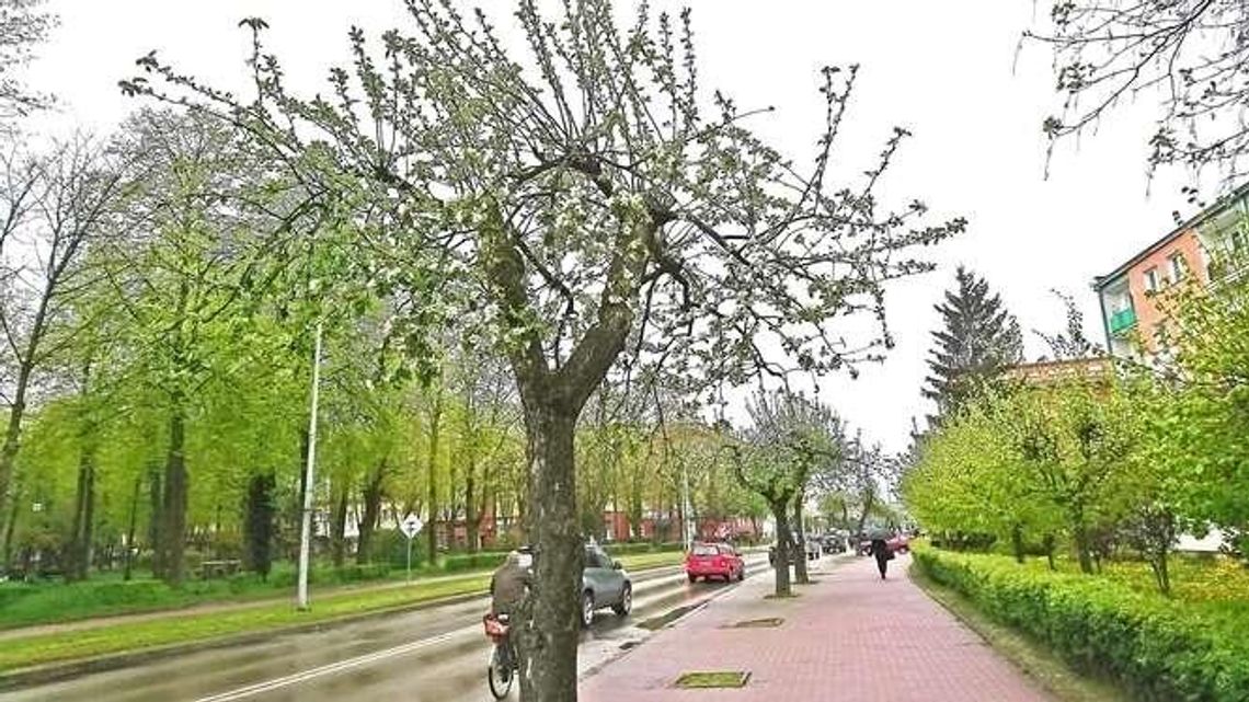 Aleja jabłoniowa była wizytówką dzielnicy. Urząd chce ją zrekonstruować Aleja jabłoniowa była wizytówką dzielnicy. Urząd chce ją zrekonstruować