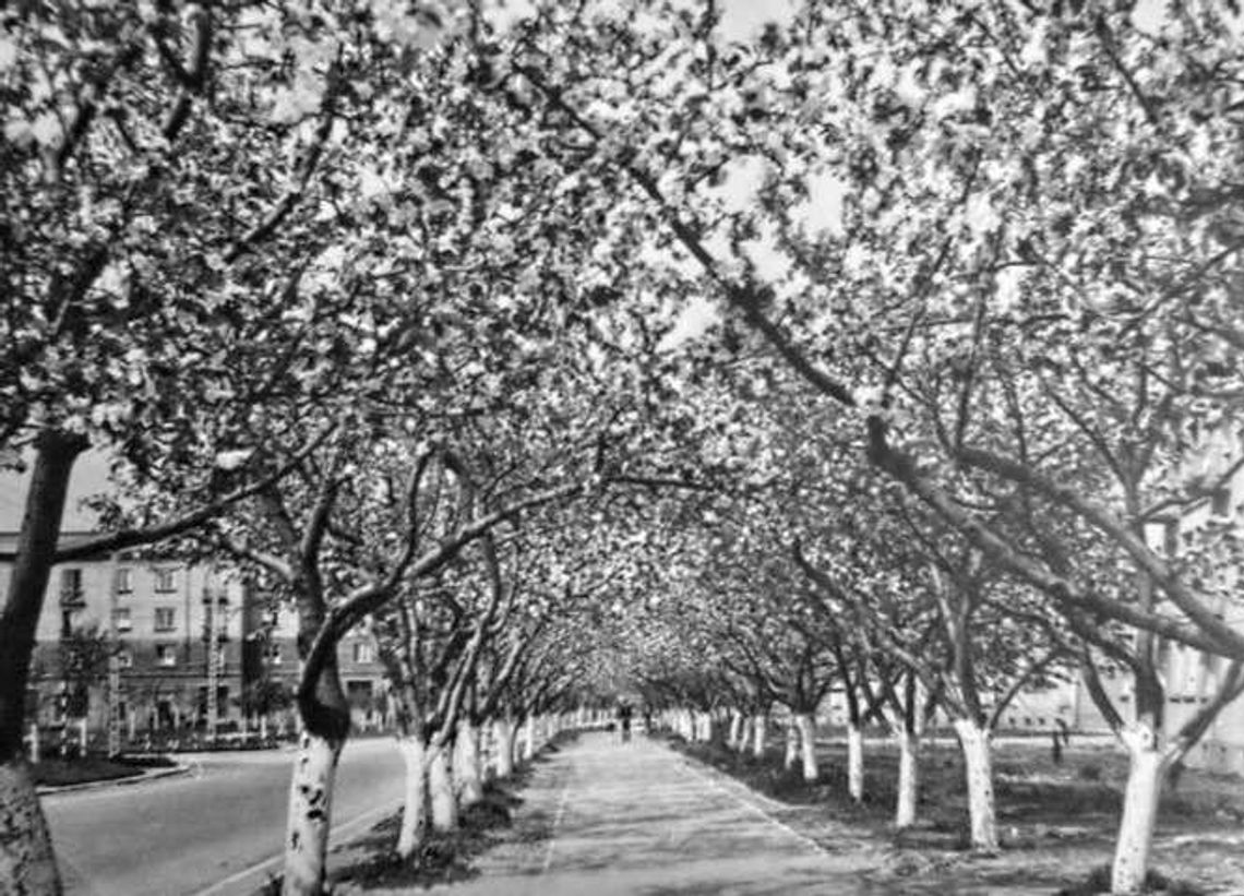 Aleja jabłoniowa w Kraśniku na nowo zakwitnie Aleja jabłoniowa w Kraśniku na nowo zakwitnie