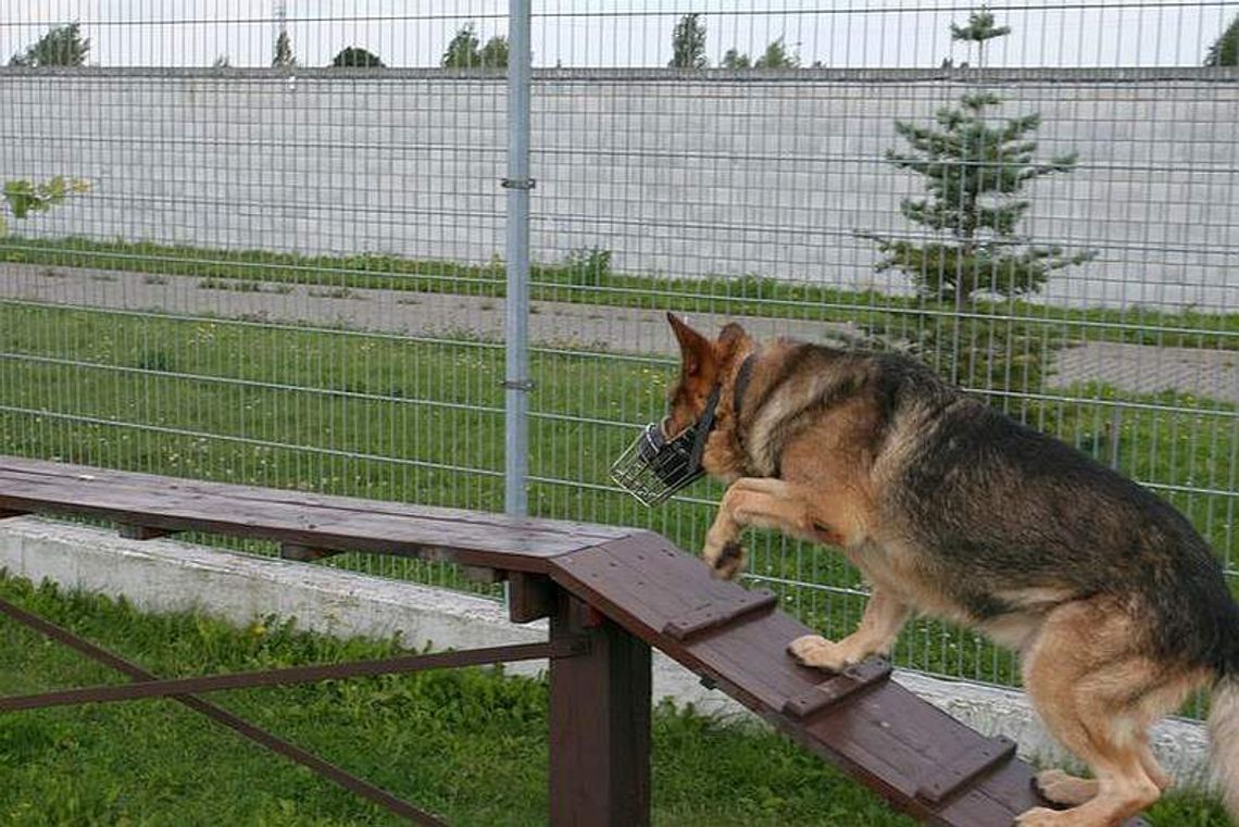 Algo i Dezor to najlepsi psi policjanci w regionie