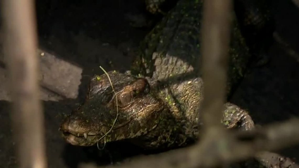 Aligator złapany nad Odrą ma trafić do Lublina Aligator złapany nad Odrą ma trafić do Lublina