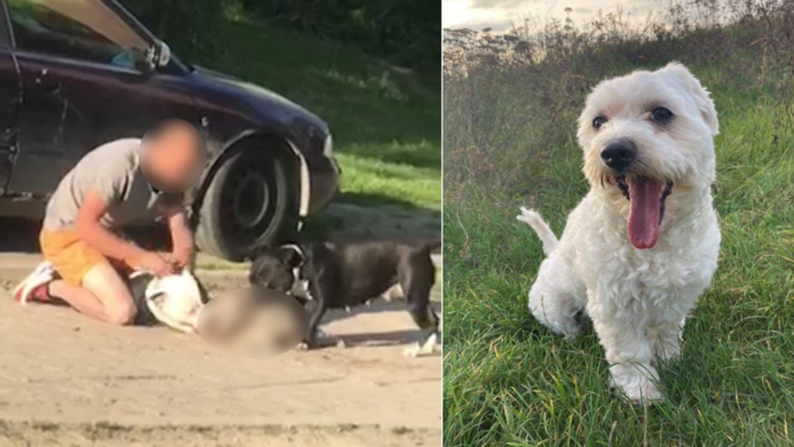 Amstafy rozszarpały maltańczyka. Kto się teraz zaopiekuje psami?