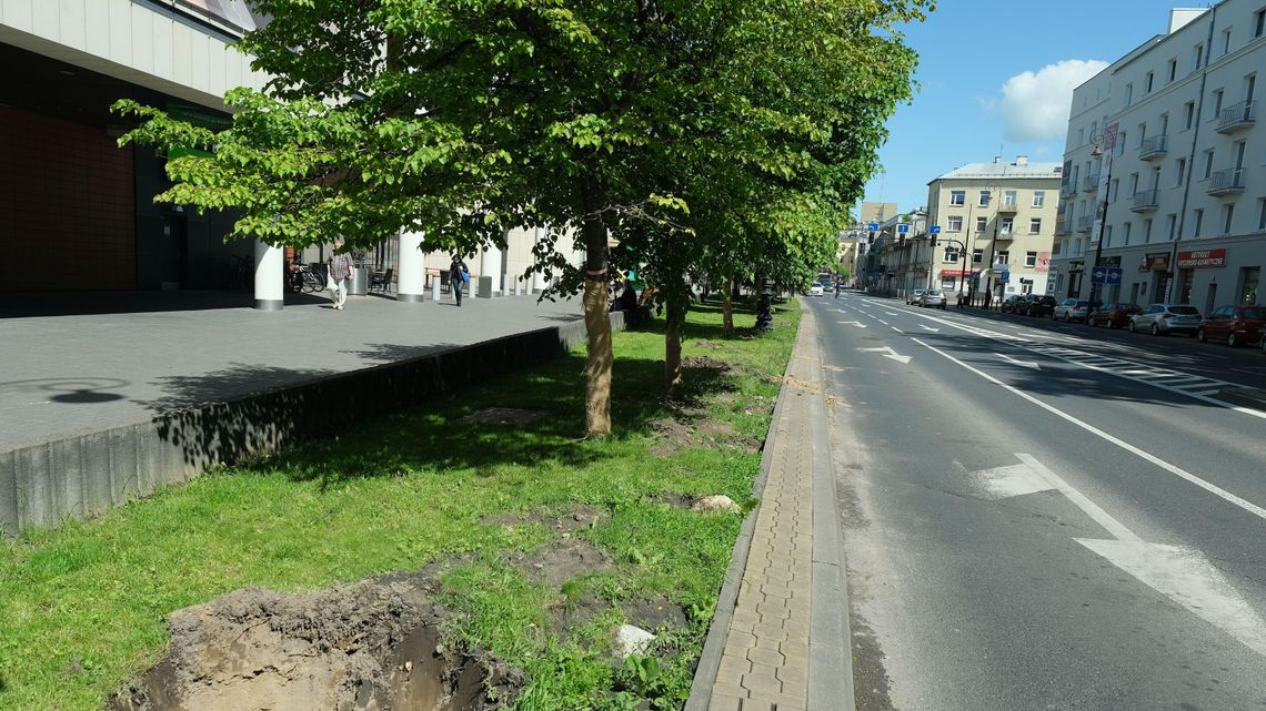 Ani jedno drzewo nie zostanie wycięte na ul. Lipowej. "Miasto zobaczyło, że ludziom zależy na zieleni"