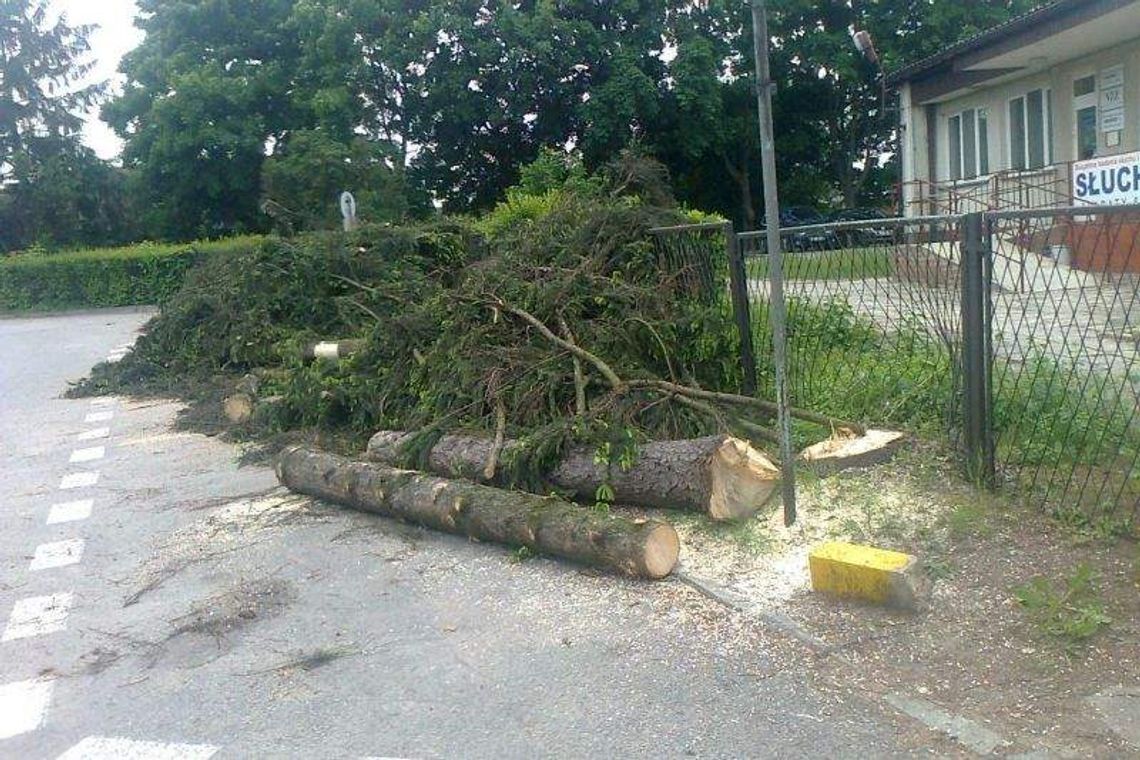Annopol. Ulica Leśna bez świerków. Dlaczego zostały wycięte?