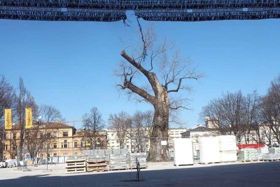 Apel o pozostawienie Baobabu na pl. Litewskim. Ratusz: Nasza decyzja już zapadła Apel o pozostawienie Baobabu na pl. Litewskim. Ratusz: Nasza decyzja już zapadła